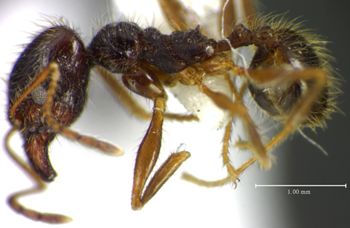 Media type: image;   Entomology 35168 Aspect: habitus lateral view